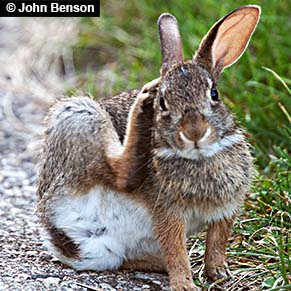 scratching-rabbit